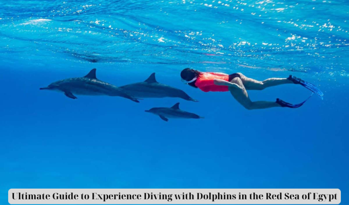 Ultimate Guide to Experience Diving with Dolphins in the Red Sea of Egypt